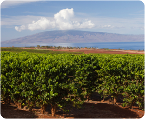 Where coffee is at home Kaffee