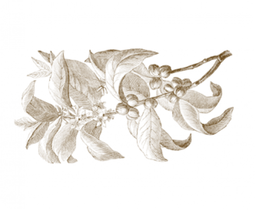 1726: Coffee comes to Brazil