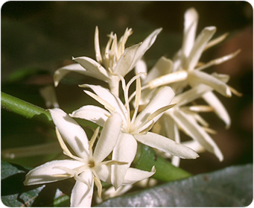 1820: Coffee instead of sugar cane