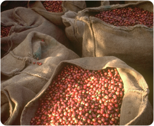 1889-1930: The high time of coffee