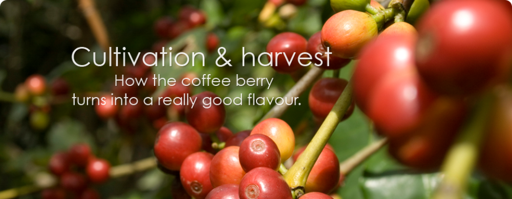 Cultivation & harvest